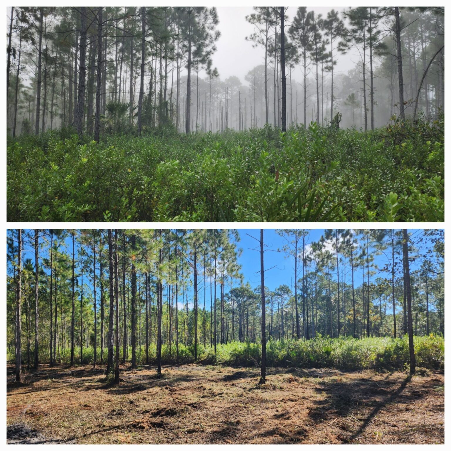Land Clearing & Forestry Mulching in St. Augustine, FL