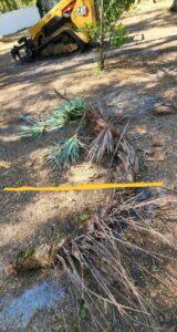 Root-Raked Palmetto with Soil-Line Inication