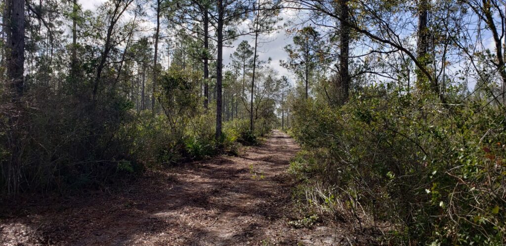 ShadowCat Services Access Trail into Vacant Property