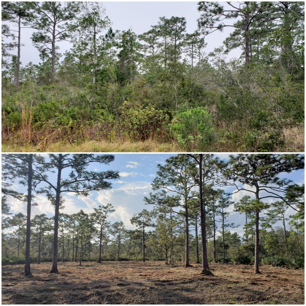 ShadowCat Single Day of Forestry Mulching for Land Clearing