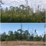 Before & after mulching photo of a wooded area by ShadowCat Services.