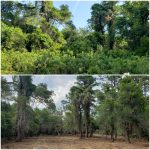 before and after forestry mulching