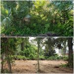 before and after forestry mulching