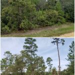 before and after forestry mulching