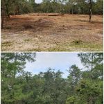 before and after land clearing