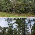 before and after forestry mulching