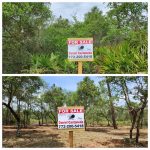 A before and after photo of land clearing by ShadowCat Services in Deland, FL.