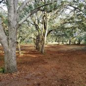 land clearing services