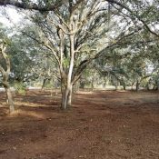 shadowcat land clearing services