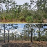 bush hogging before and after