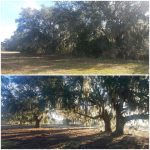 land clearing before and after