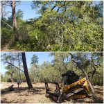 bush hogging before and after