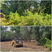 before and after forestry mulching