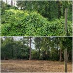 bush hogging before and after