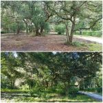before and after land clearing