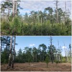 land clearing before and after