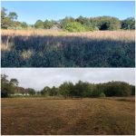before and after land clearing