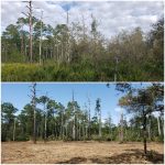 before and after land clearing