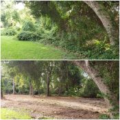 before and after land clearing