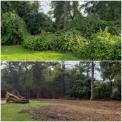 bush hogging before and after
