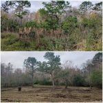 before and after land clearing