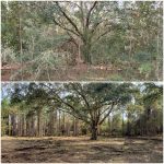 land clearing before and after