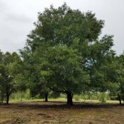 land clearing services